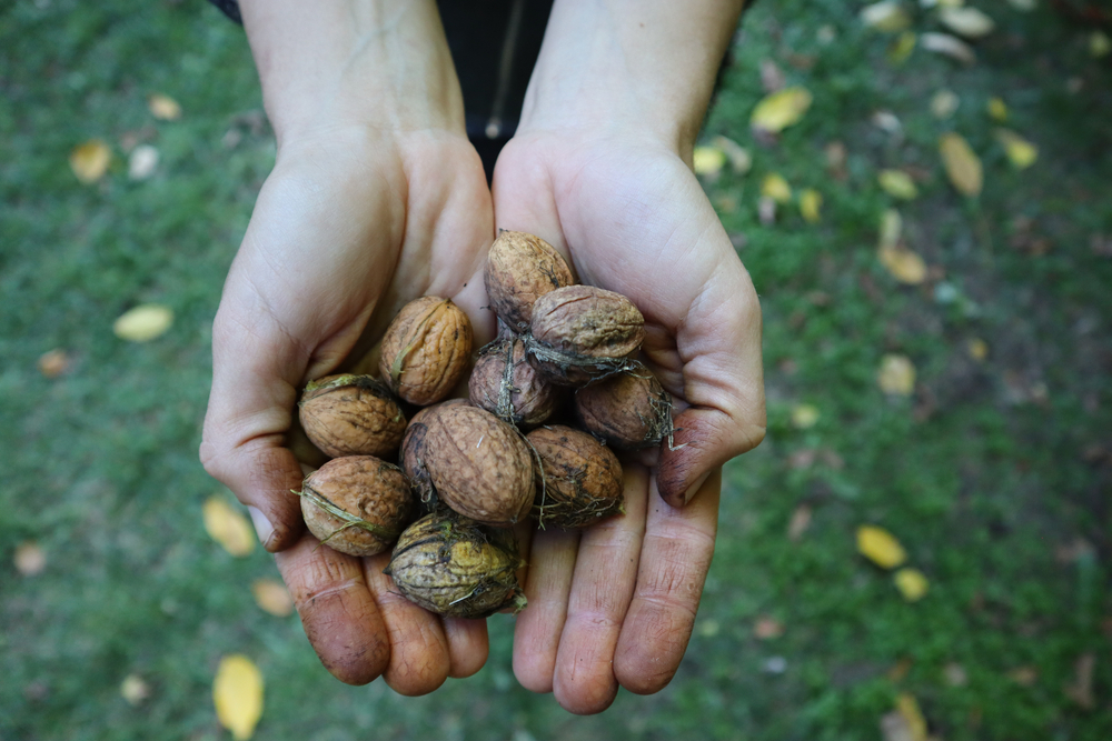Nucile verzi lasă pete negre pe mâini după ce le desfaci din coajă