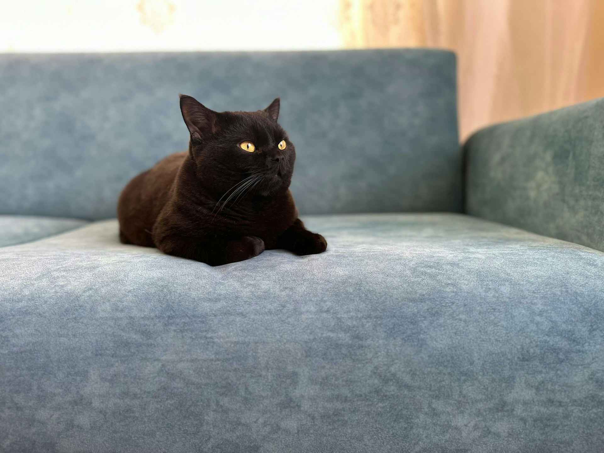 pisica neagra pe canapea gri a lăsat urme de urina; ce metode de curățare sa folosești
