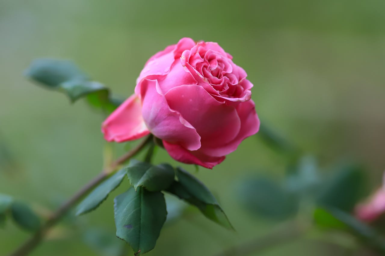 trandafir roz inflorit toamna