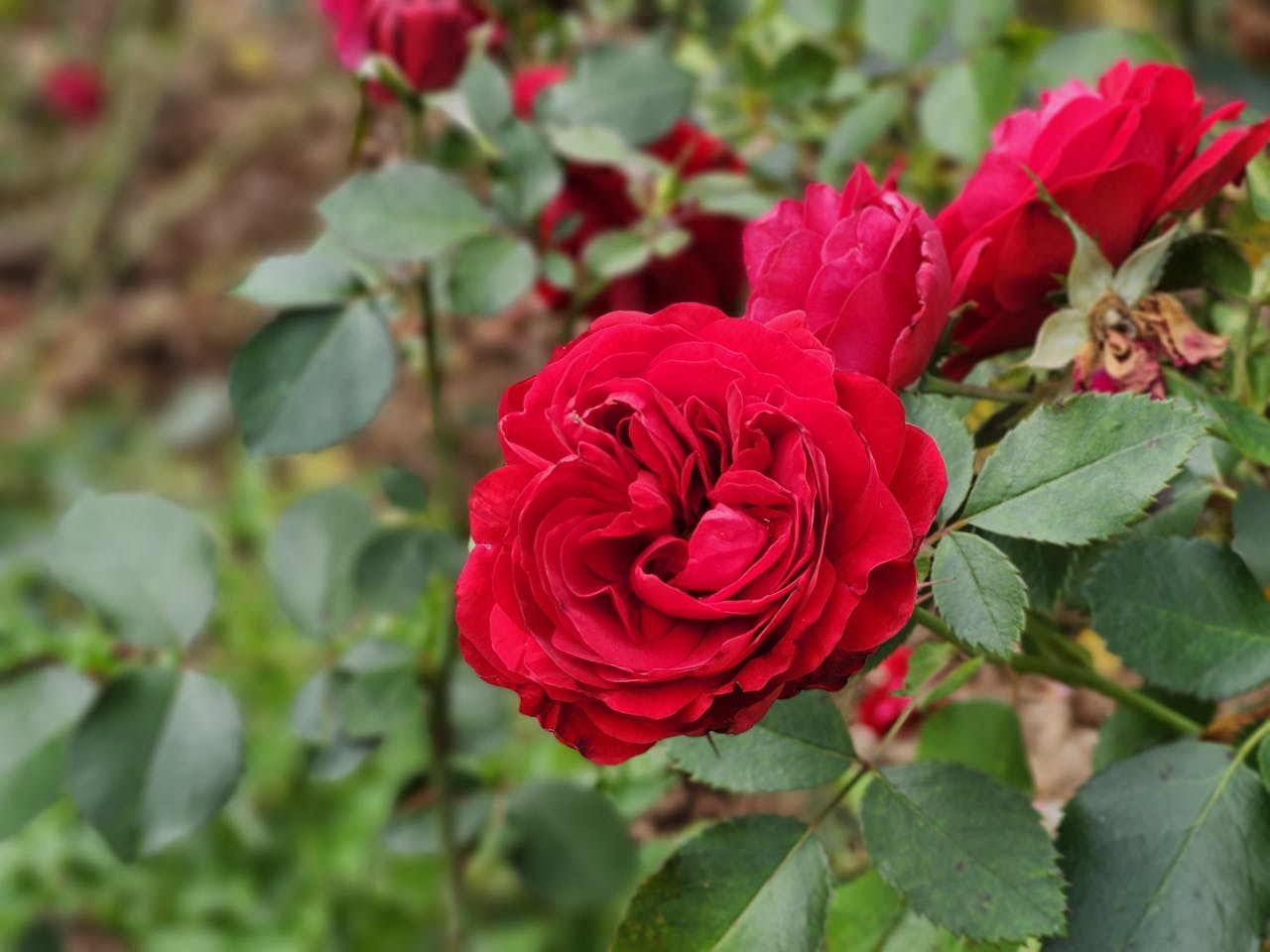 trandafiri roșii de grădină înainte sa fie tăiați si îngrijiți pentru venirea toamnei