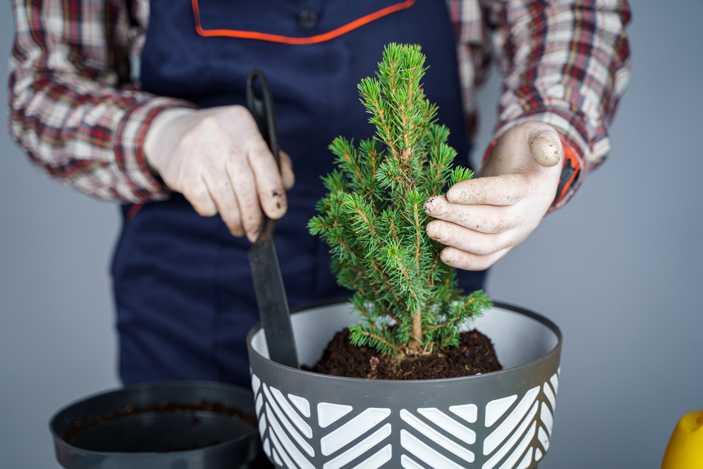 Brad ghiveci îngrijire: Un grădinar cu mănuși ghirurgicale albe umblă la substratul unui brad în ghiveci alb cu lingii geometrice gri.