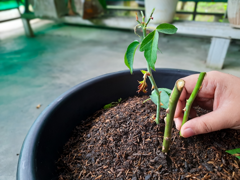 Când se plantează butașii de trandafiri: O mână plantează butași de trandafiri fără rădăcini în sol cu compost într-un ghiveci. 