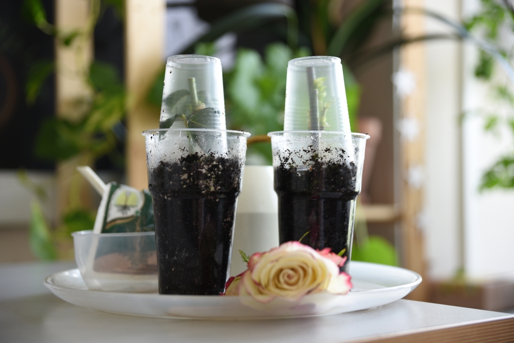 Butași de trandafiri în recipiente de plastic cu sol, acoperite cu capac transparent pentru efect de seră.