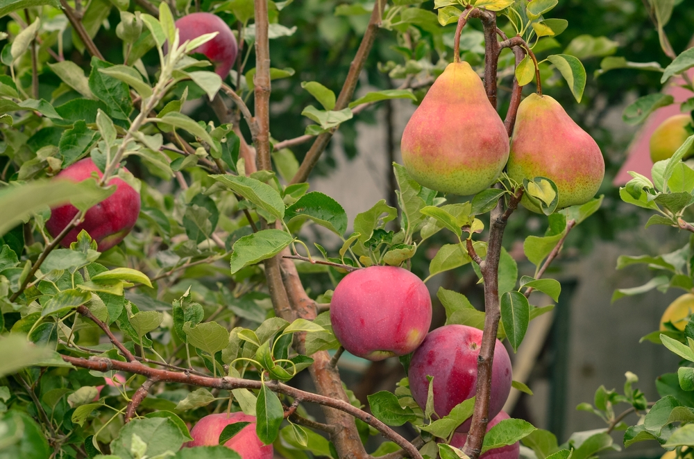 Când se plantează merii și perii: Meri și peri cu fructe coapte într-o livadă.