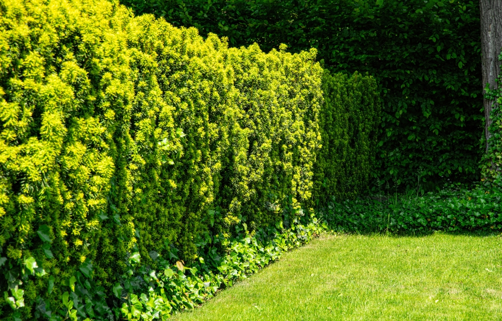 Tipuri de gard viu: Cum îl alegi pe cel potrivit