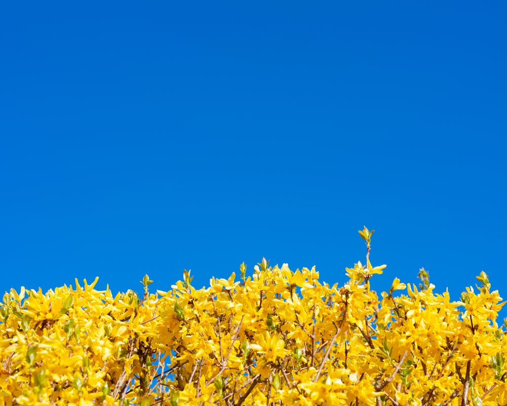 Un gard viu din forsiția înflorită pe fundal de cer albastru senin.