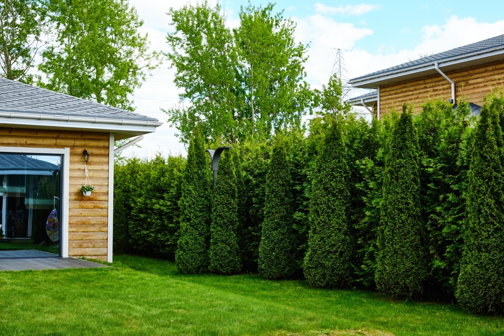 Tipuri de gard viu: Veșnic verde