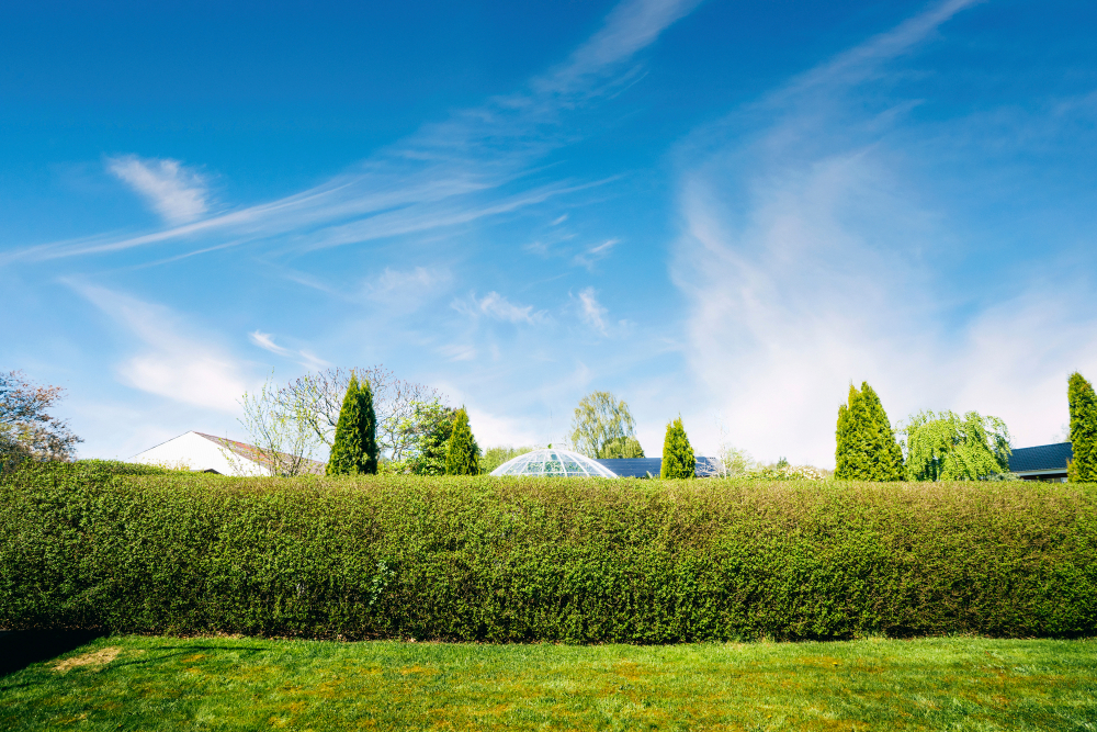 Tipuri de gard viu: Un gard viu verde, pe fundal de cer însorit cu alb și bleu.