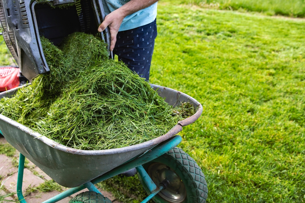 gazon tuns pus in roaba