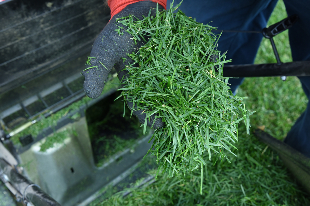 gazon tuns pentru mulci