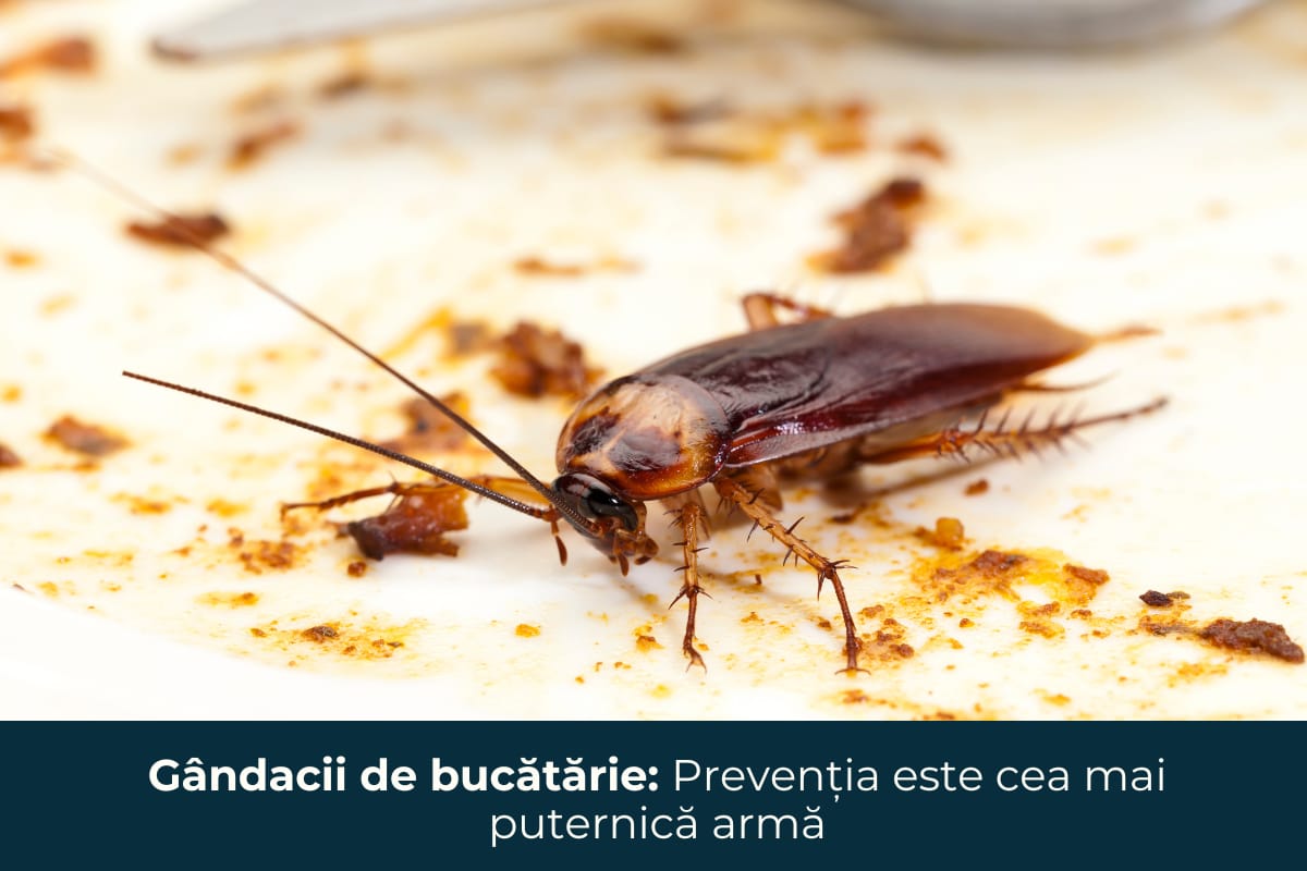 Gândacii de bucătărie: Prevenția este cea mai puternică armă
