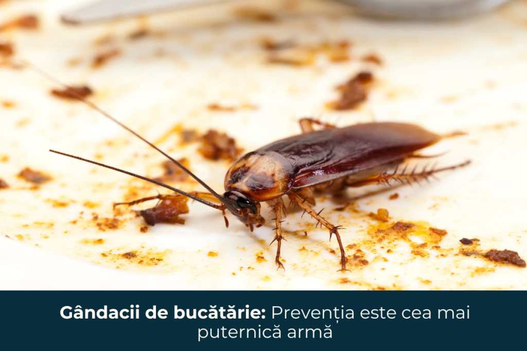 Gândacii de bucătărie: Prevenția este cea mai puternică armă