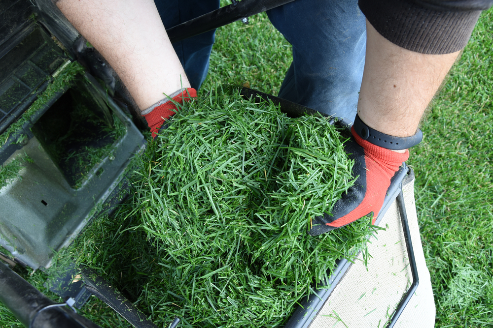 mulcire gazon iarba taiata si ținută in mana de către grădinar