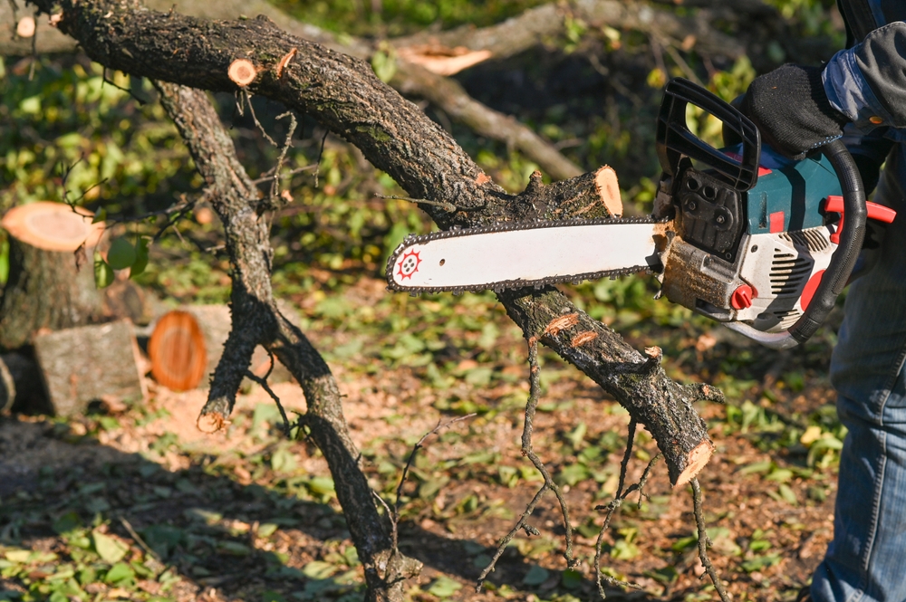 tăiere copac bolnav cu drujba in grădină înainte de venirea iernii
