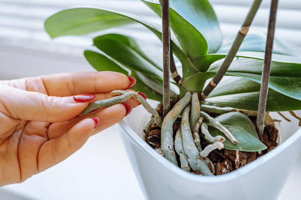 De ce mucegăiesc rădăcinile la orhidee: O mână de femeie cu unghii roșii inspectează rădăcinile unei orhidee într-un ghiveci alb ân fața unei ferestre cu jaluzele albe.