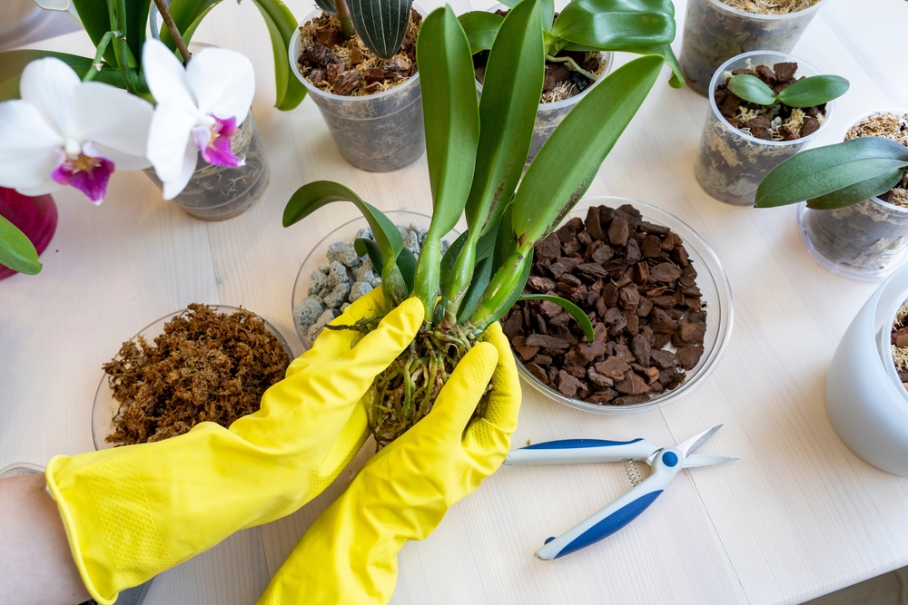 Mâini de femeie cu mănuși de menaj galbene țin o orhidee scoasă din ghiveci pe o masă albă cu substrat de scoarță și unelte de grădinărit.