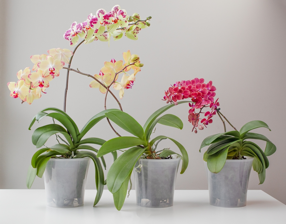 De ce mucegăiesc rădăcinile la orhidee: Trei orhidee cu flori galbene și roz în ghivece albe transparente, pe o suprafață albă.