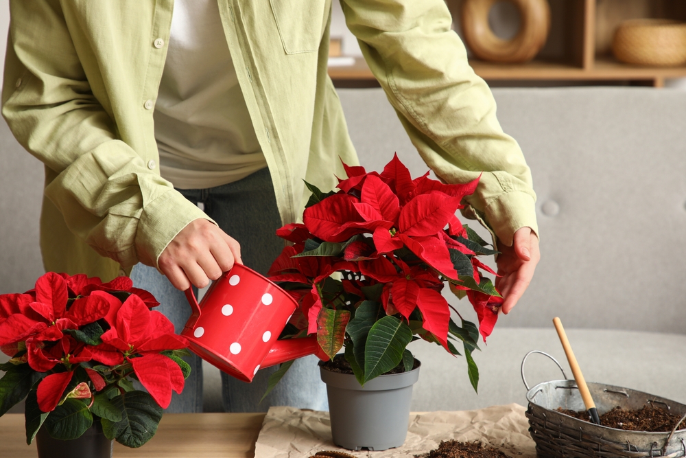 udare crăciuniță de către femeie cu stropitoare mică roșie cu buline albe 