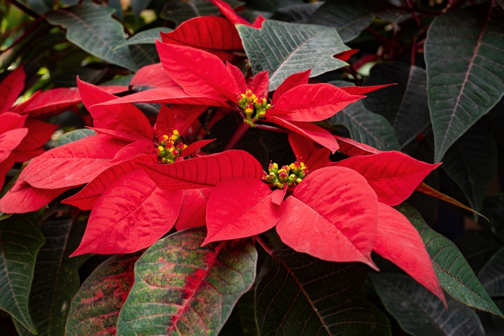 Crăciuniță vedere de aproape 