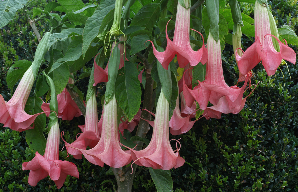 Brugmansia sau trompeta îngerilor cu flori roz.