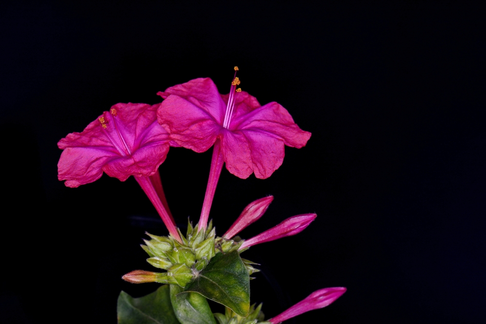 Plante nocturne: Noptiță cu flori lila pe un fundal negru, sugestiv pentru noapte.