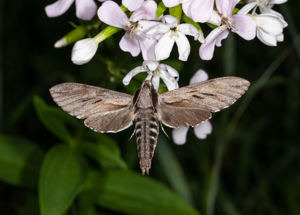Un fluture de noapte polenizator pe flori mici și albe noaptea, în întuneric.