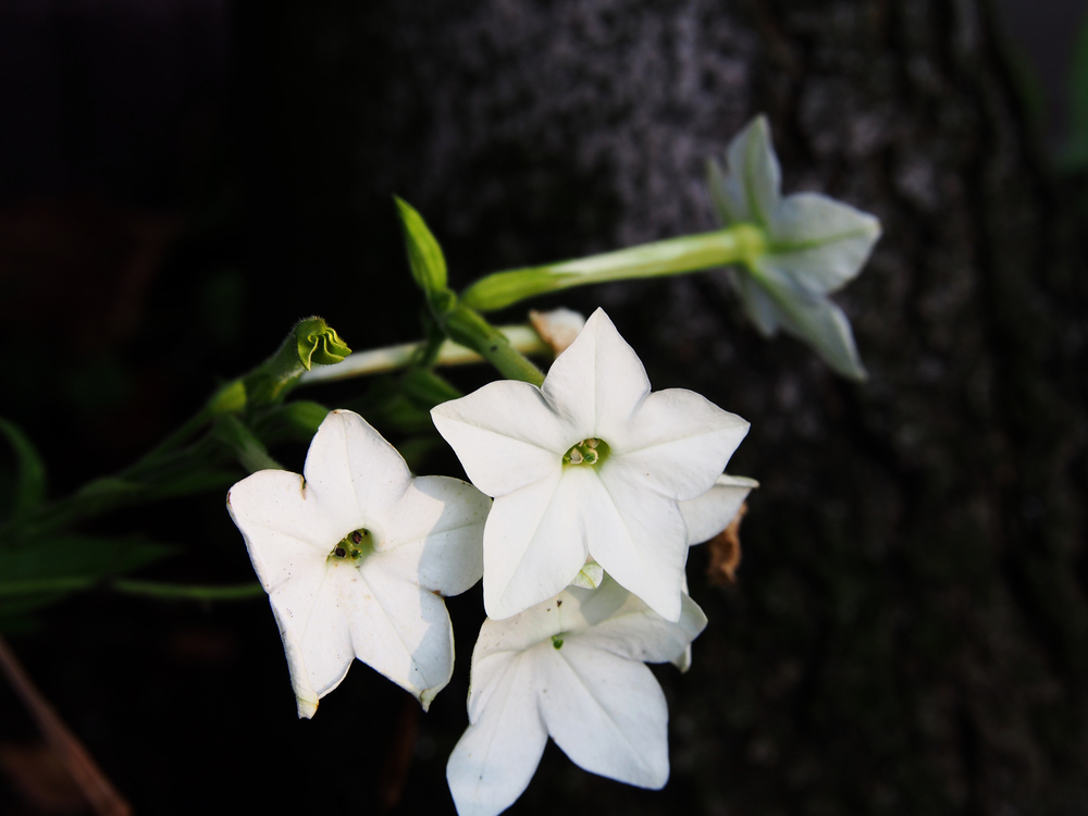 Plante nocturne: Regina nopții înflorită cu flolri albe în fundal negru, sugestiv pentru noapte.