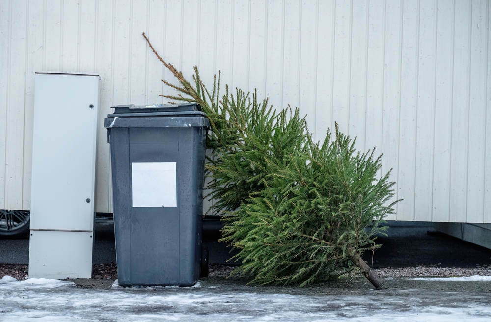 brad de Crăciun aruncat la gunoi lângă tomberon 