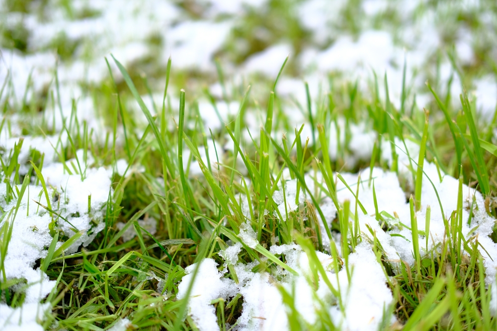 gazon iarna cu zăpadă soluții îngrijire