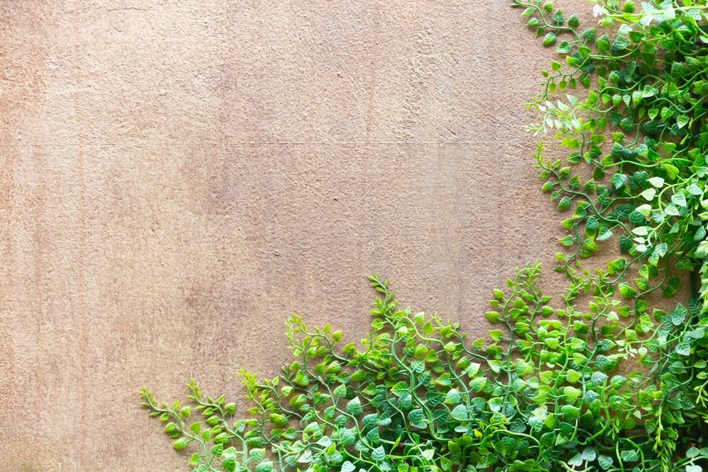 iedera care creste pe casa