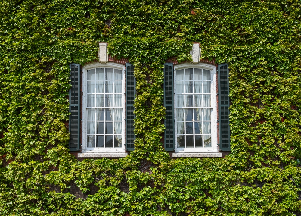 iedera pe fațadă casei cu ferestre