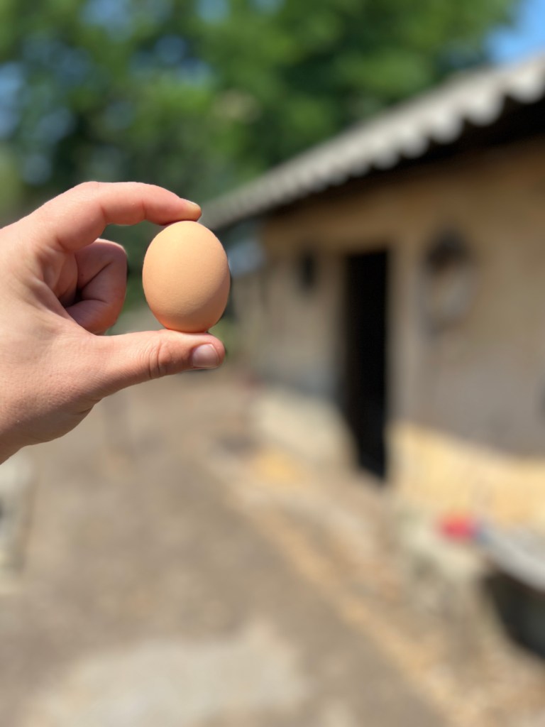 Tinerii și-au propus să dezvolte un proiect de dezvoltare a zonei rurale