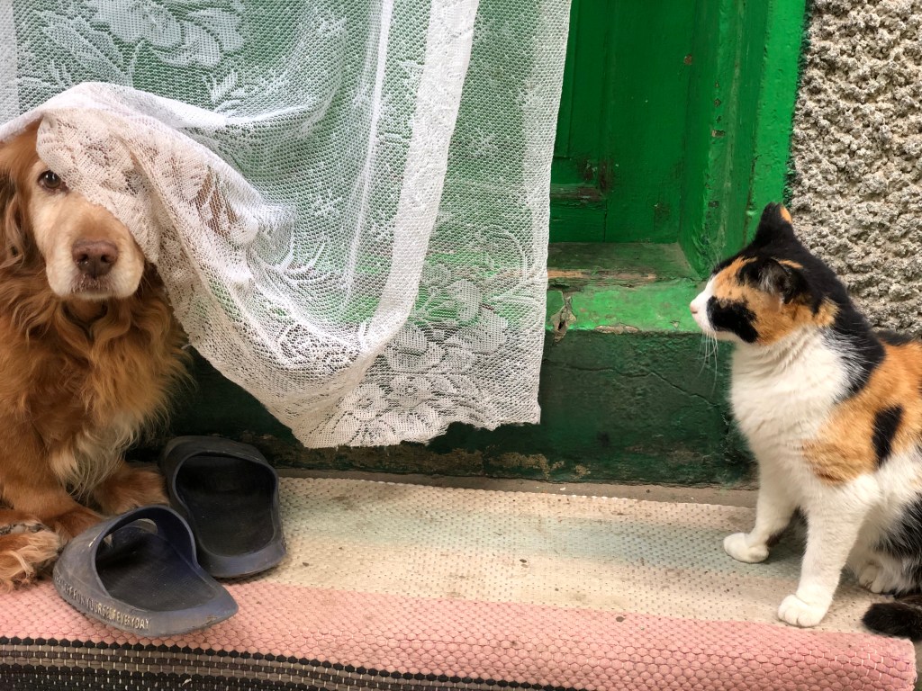 Tinerii și-au propus să dezvolte un proiect de dezvoltare a zonei rurale