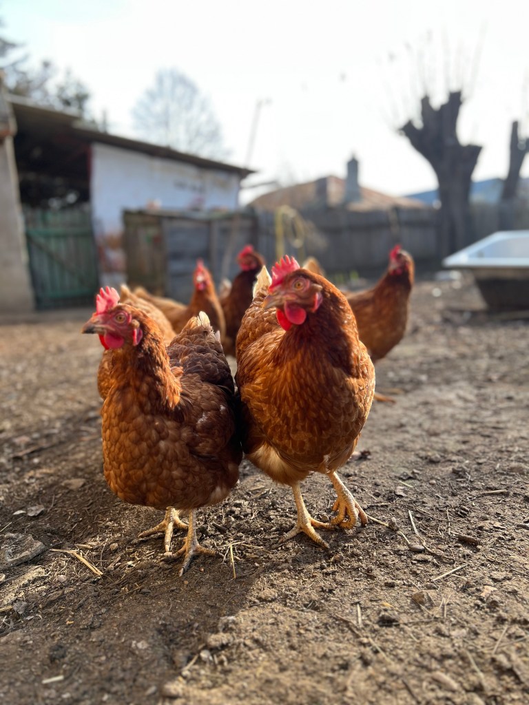 Tinerii și-au propus să dezvolte un proiect de dezvoltare a zonei rurale