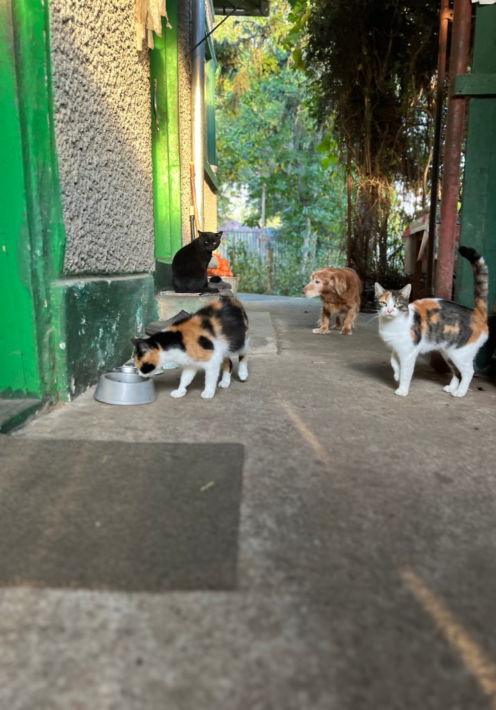 Tinerii și-au propus să dezvolte un proiect de dezvoltare a zonei rurale