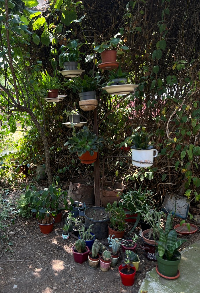 Ada și Dani și s-au mutat la sat în iulie 2025 și trăiesc în casa bunicii