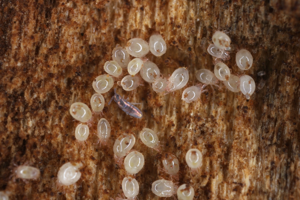 acarieni saltea sub lupa microscop