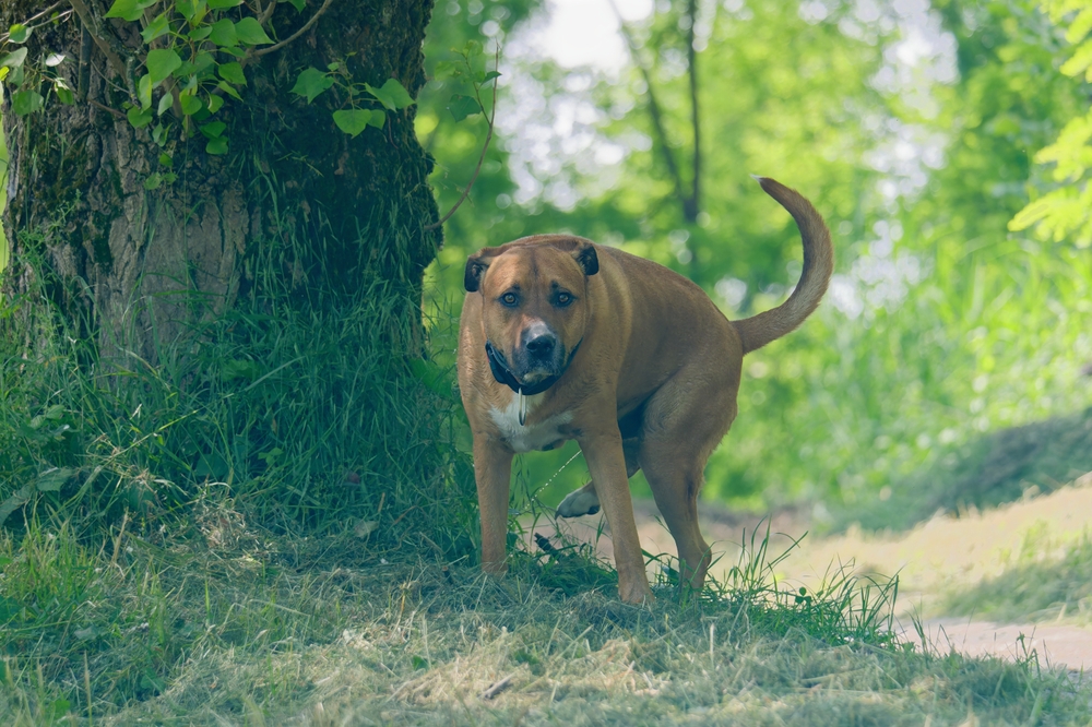 câine care urineaza