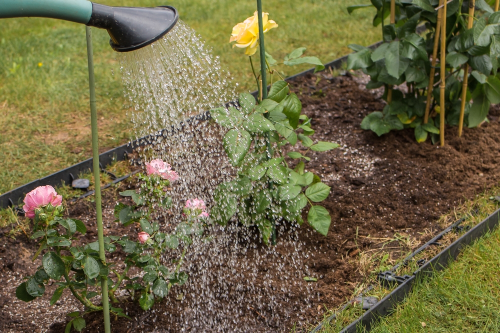 Un sistem de irigații de tip duș udă tufe de trandafiri roz și galbeni în grădină.