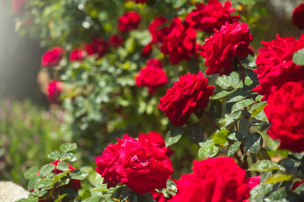 Când se plantează trandafirii primăvara: Trandafiri roșii în lumina directă a soarelui în grădină.