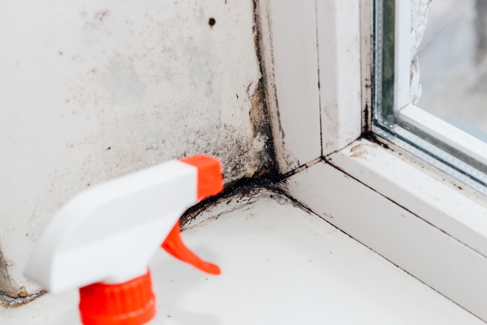 Un recipient cu pulverizator îndreptat despre conlțurile unei ferestre cu mucegai negru.