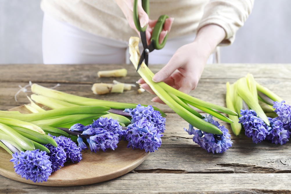 Mâini de femeie taie tulpinile unor zambile albastre în unghi oblic.