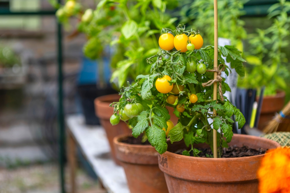 Roșii în ghiveci pe balcon: Plante de roșii galbene pitice cu fructe în ghivece de teracotă pe un balcon deschis.
