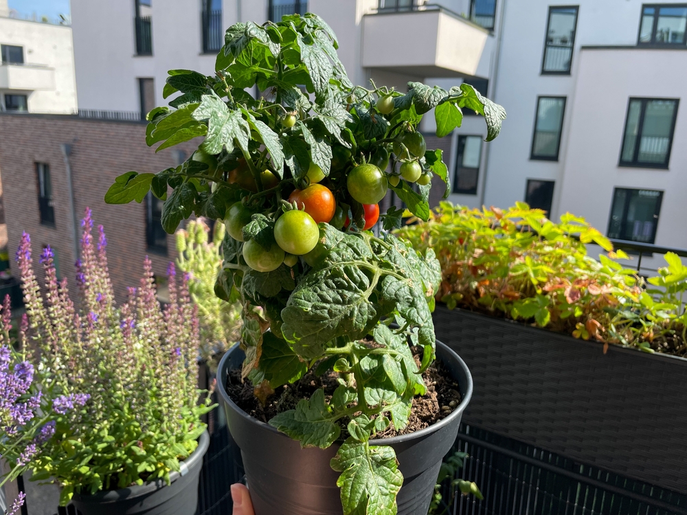 Roșii cherry în ghiveci pe balcon deschis în plin soare.