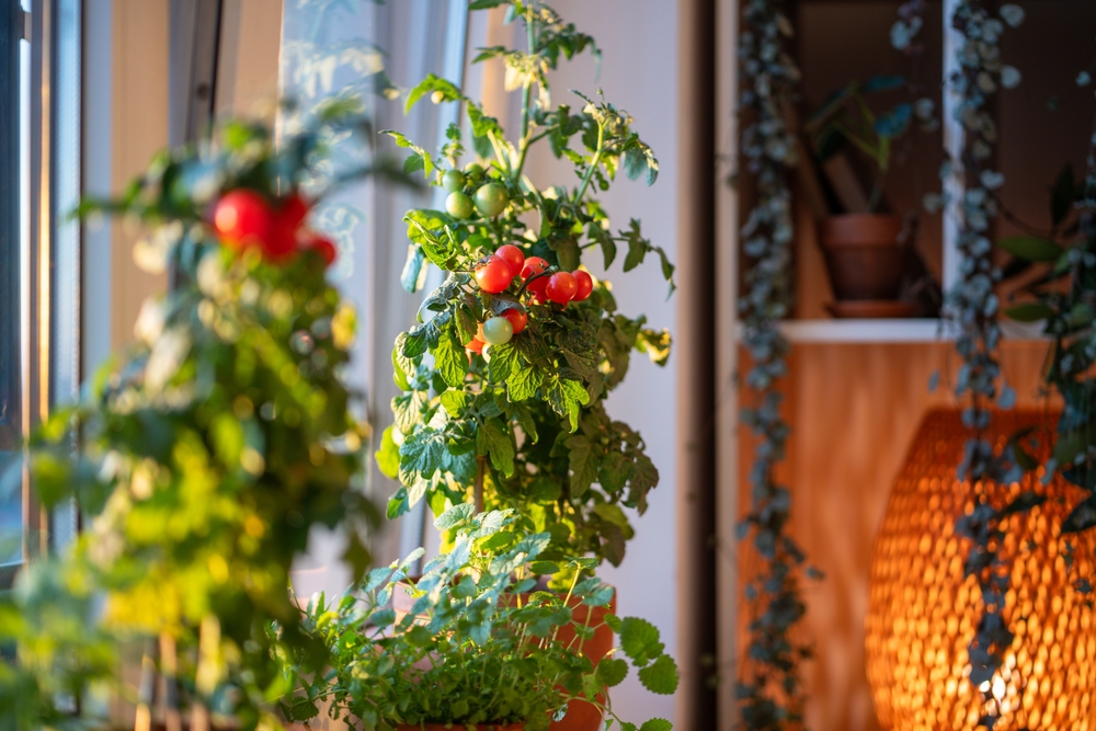 Roșii în ghiveci pe balcon, susținute de araci.