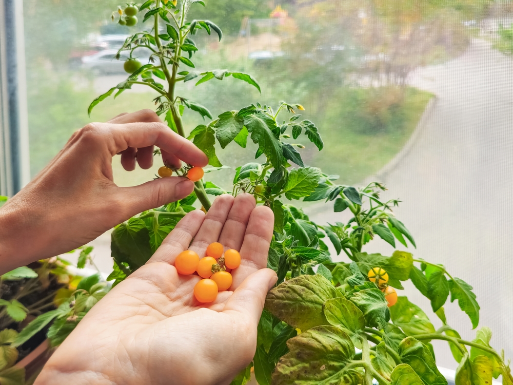 Mâini de bărbat culeg roții galbene mici dintr-un ghiveci pe balcon, lângă geam.
