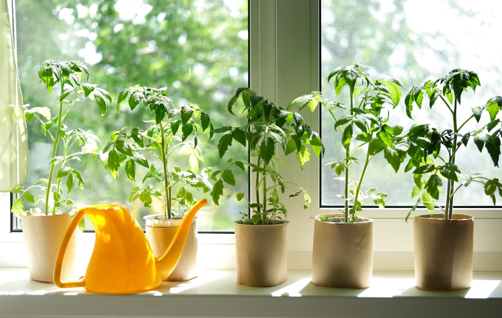 Roșii în ghiveci pe balcon închis pe pervaz în fața gheamului, alături de o stropitoare galbenă. 