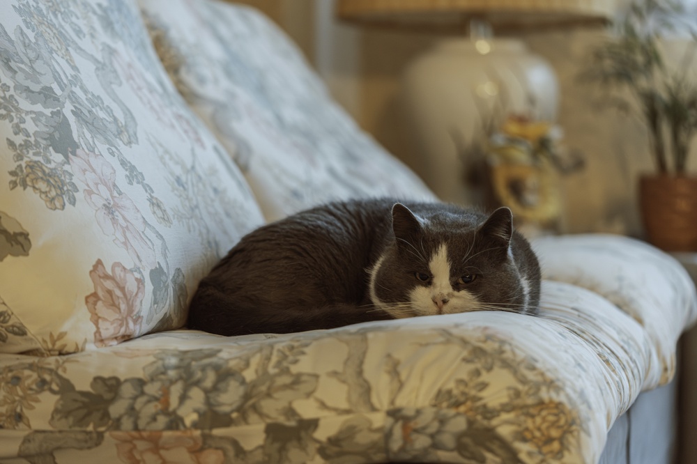 tendințe living canapea 2026 imprimeu floral pisica așezată pe perne