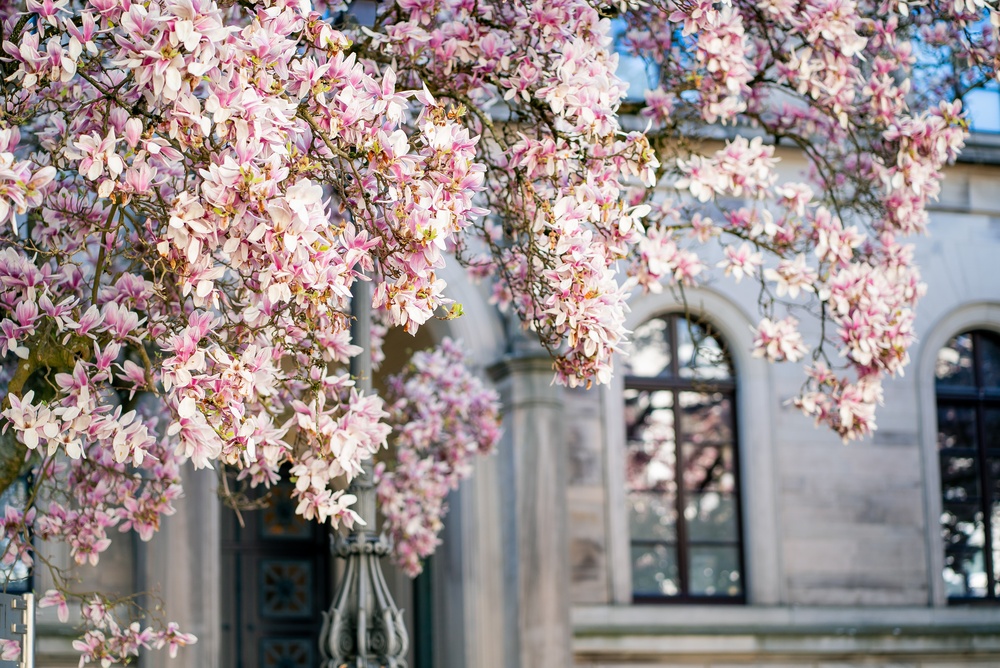 la cat timp dupa plantare infloreste magnolia poza cu magnolie inflorita in fata unei case albe
