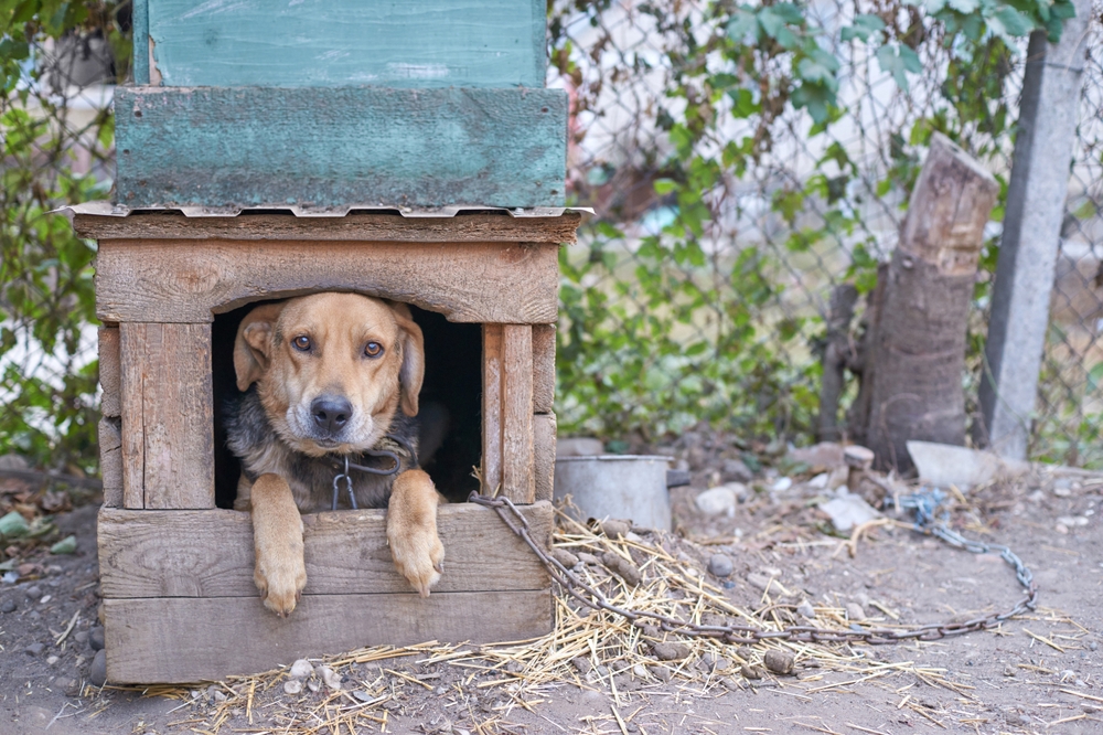 câine rasa comuna in cușcă cu lanț la tara